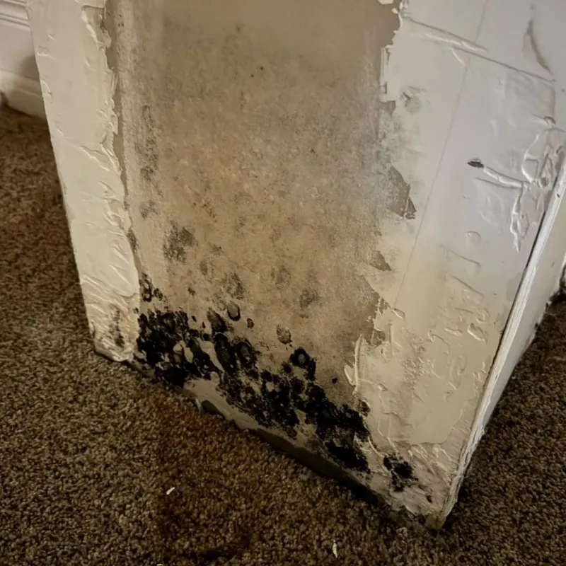 Professional Mold Removal in Edmond, OK
